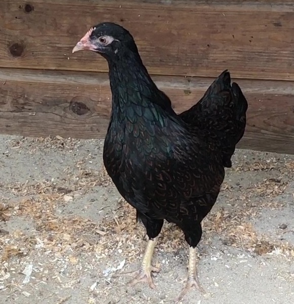 Barnevelder krielhen Zaza